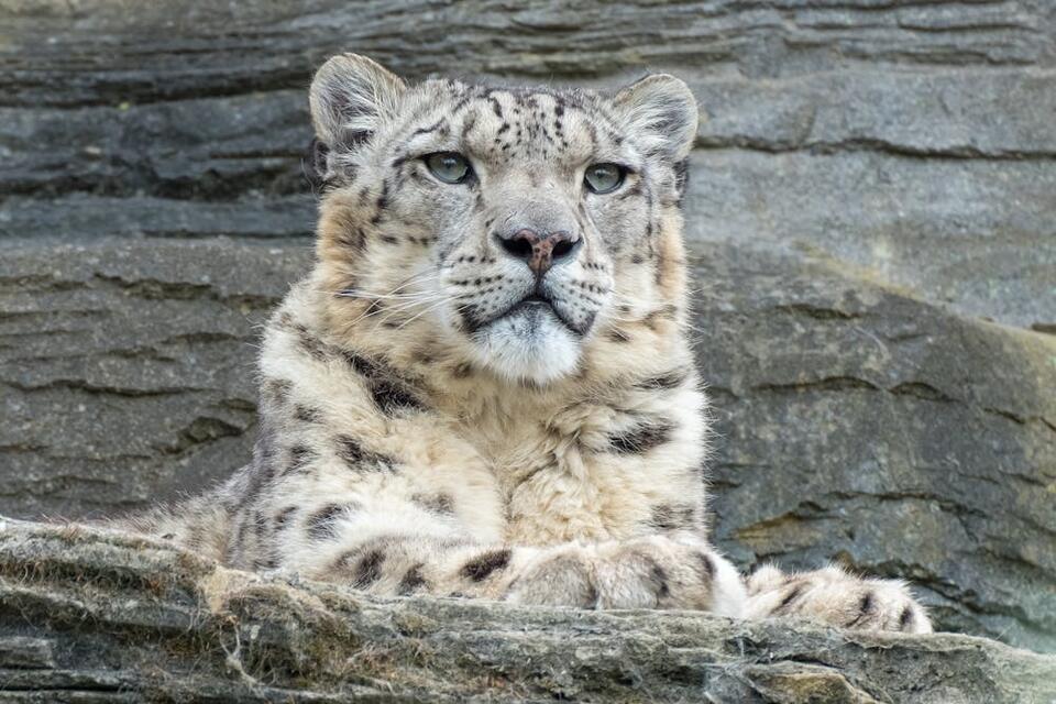 Laila’s new cubs: Kent’s snow leopard legacy grows