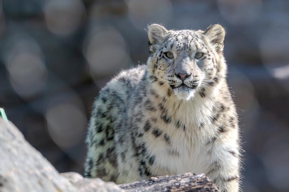 Laila’s new cubs: Kent’s snow leopard legacy grows