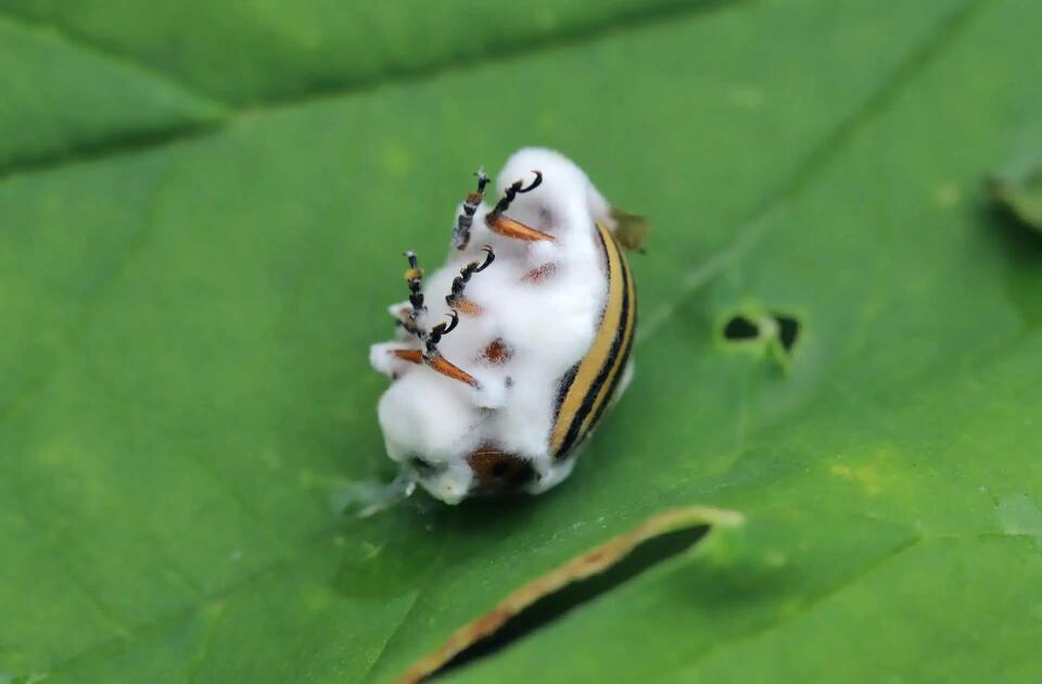 Mosquitoes Fooled by Perfume Fungus?!