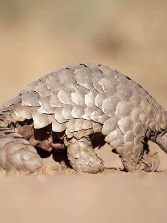 Electric Pangolin Spotted in the Mojave?!