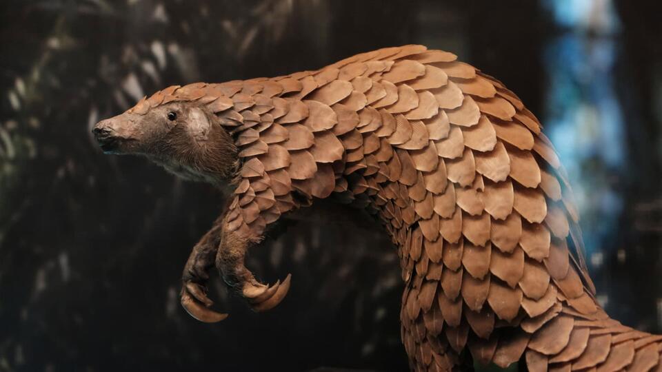 Electric Pangolin Spotted in the Mojave?!