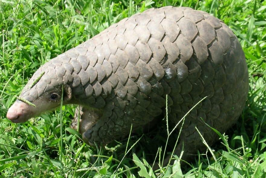 Electric Pangolin Spotted in the Mojave?!