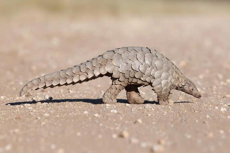 Electric Pangolin Spotted in the Mojave?!
