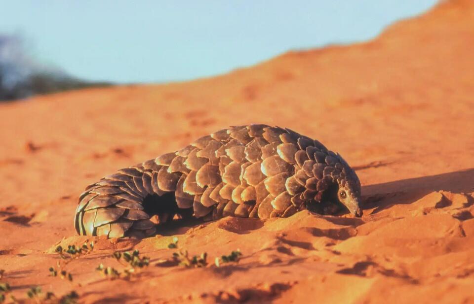 Electric Pangolin Spotted in the Mojave?!