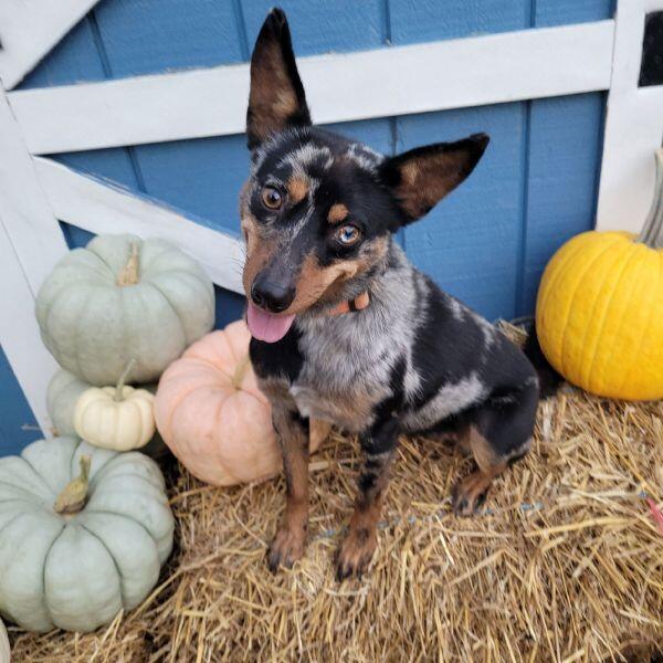 Find your new best friend in Akron!