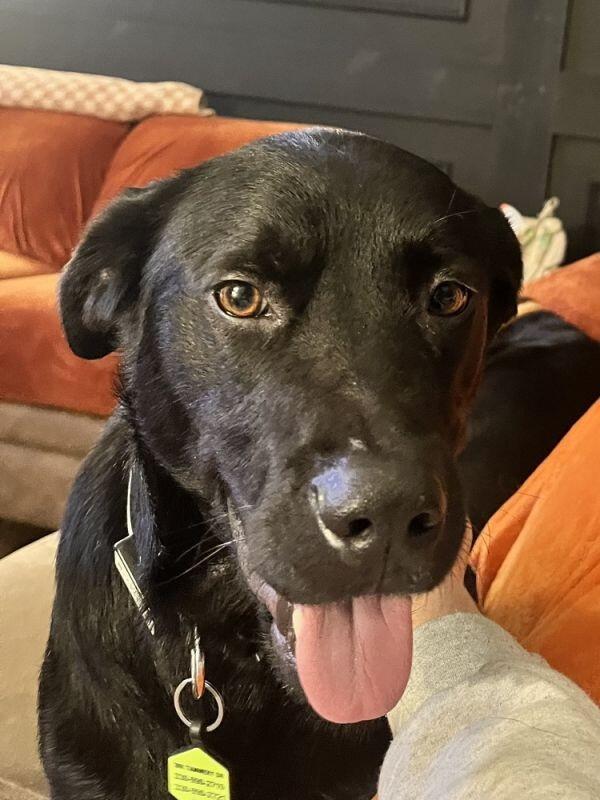 Find your new best friend in Akron!