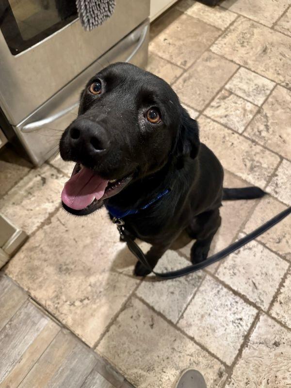 Find your new best friend in Akron!