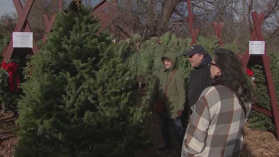 Boston’s Christmas tree rush hits before Thanksgiving