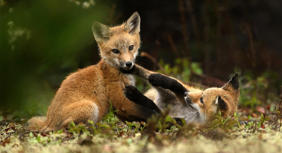 Why Somerville’s foxes are thriving