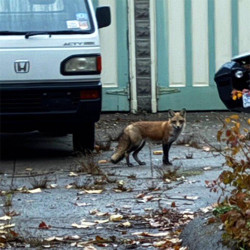 Why Somerville’s foxes are thriving