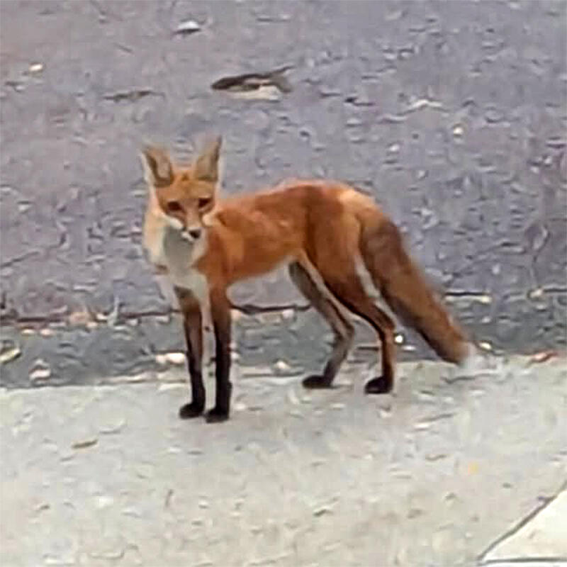 Why Somerville’s foxes are thriving