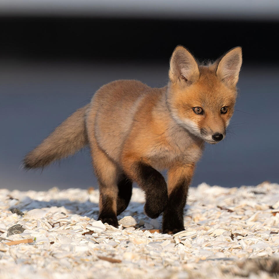 Why Somerville’s foxes are thriving