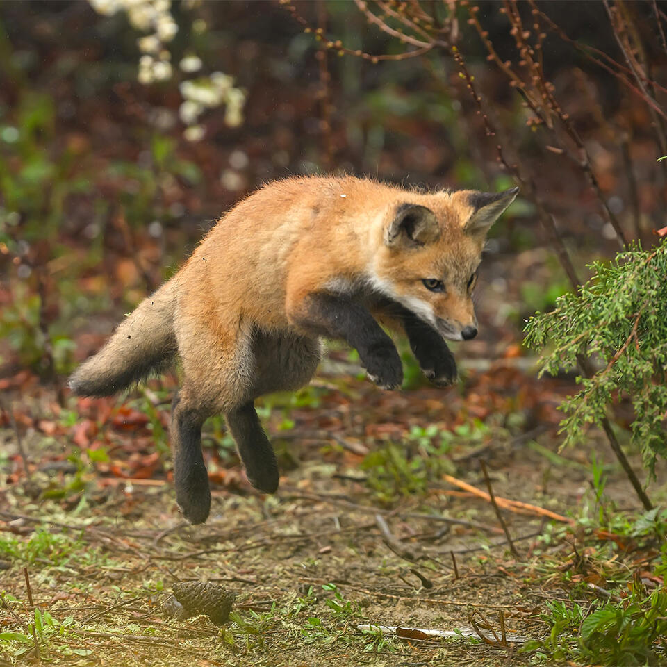Why Somerville’s foxes are thriving