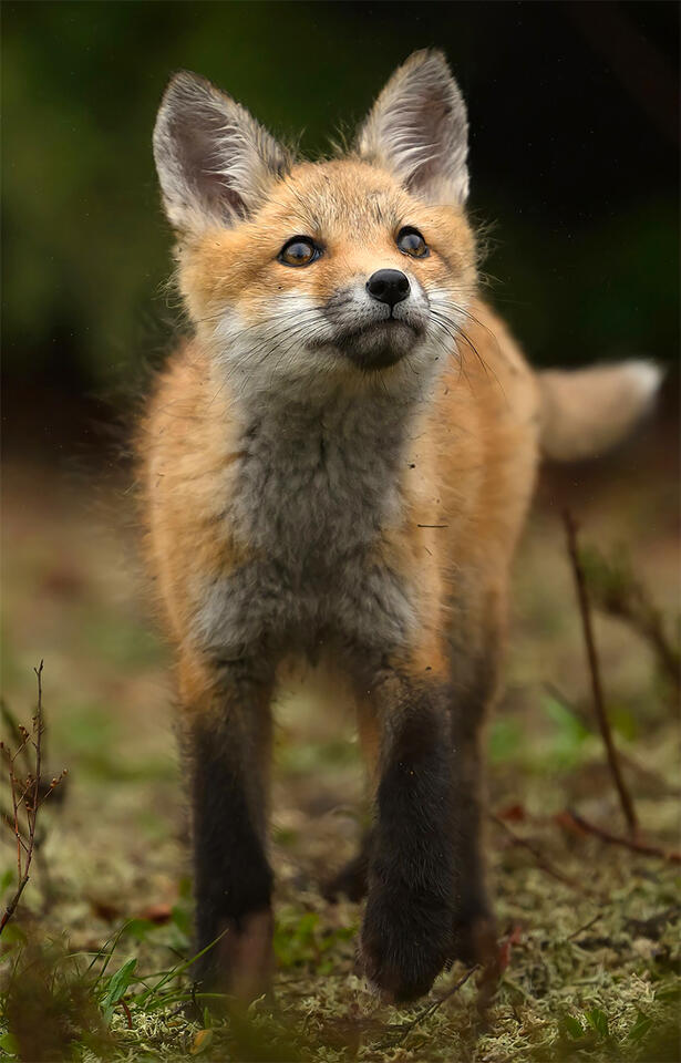 Why Somerville’s foxes are thriving