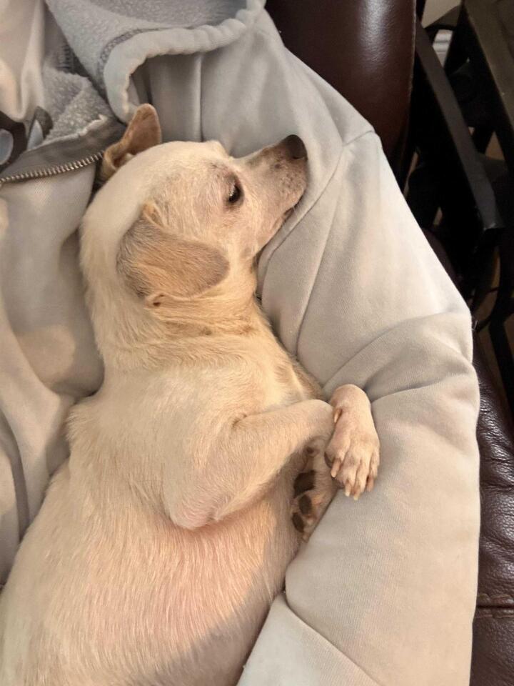 Charlotte pets waiting for a loving home