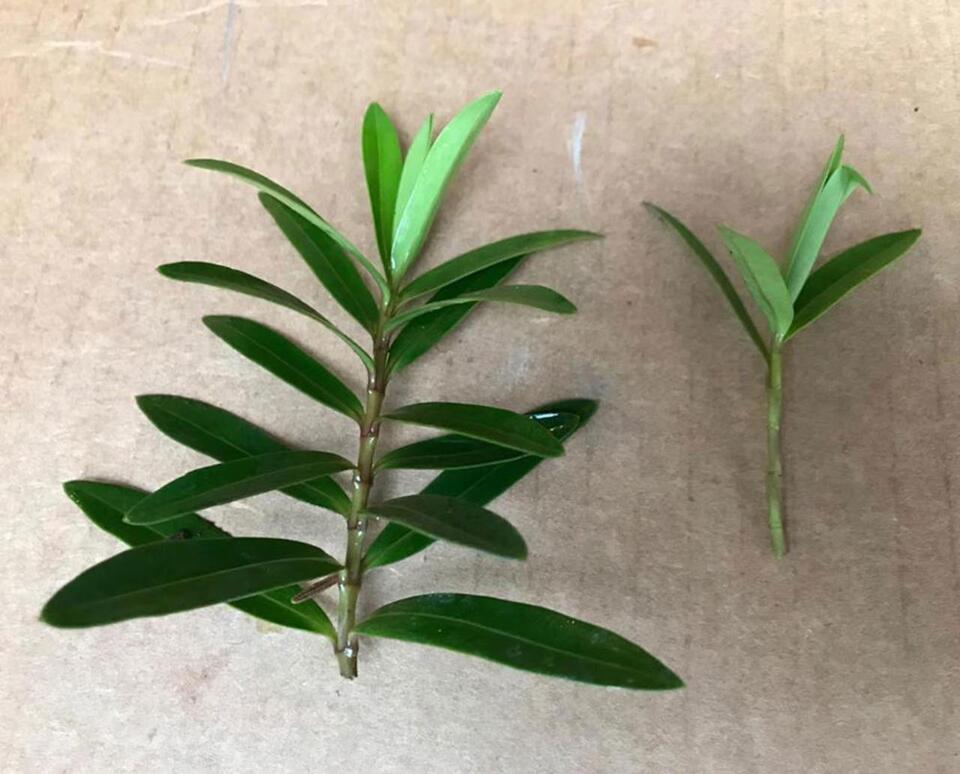 Grow a garden’s worth of free plants by spring