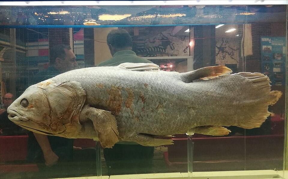 Ancient fish found off California coast