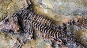 Teen's Montana dig uncovers Jurassic fossil