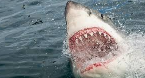 Kayakers vs. Giant Shark: Wild Footage!