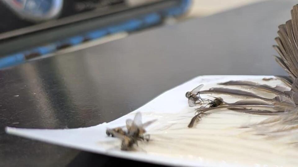 Wildlife in Danger: Glue Traps Still Out There
