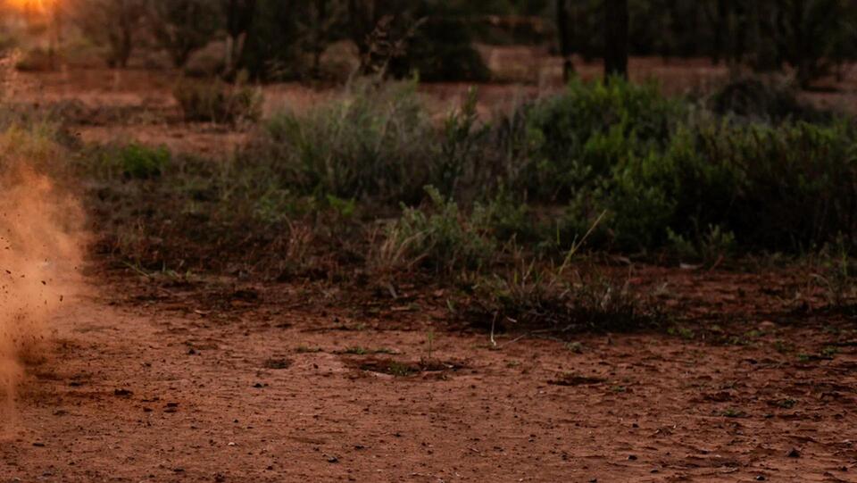 Queensland’s wombats make a wild comeback