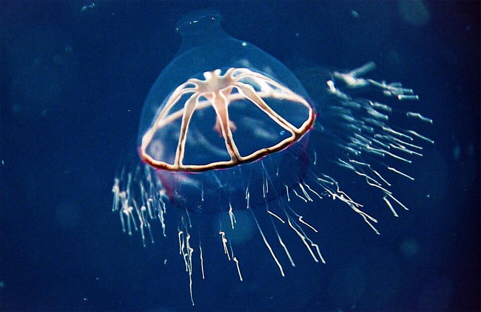 Jellyfish Hit an Underwater 'No-Go Zone'