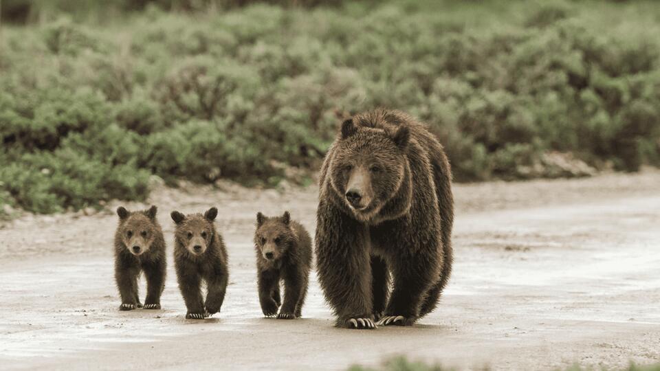 Meet the Real-Life Grolar Bear Grandma