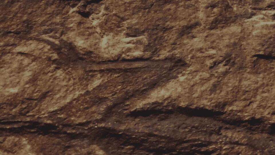 Fossil Fraud? 280-Million-Year-Old Find Busted