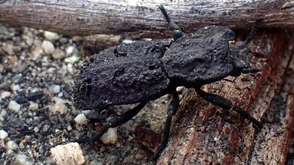 Nature’s Real-Life Tank Beetle