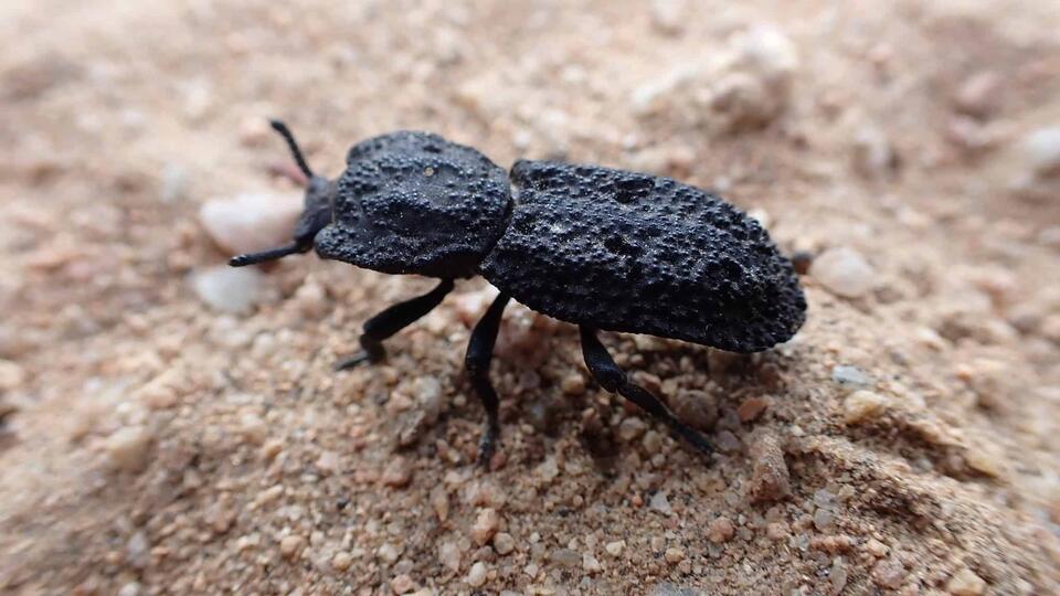 Nature’s Real-Life Tank Beetle