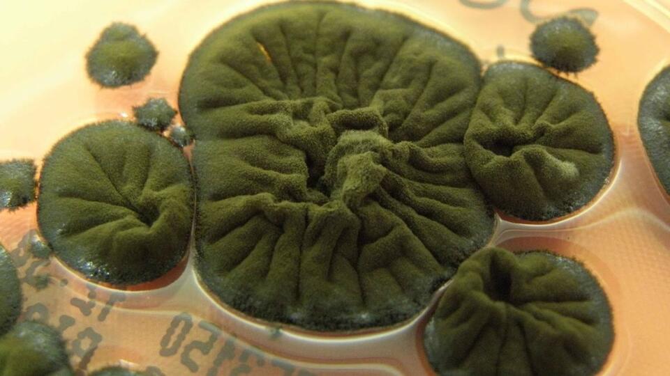 Chernobyl Fungus Is Basically a Superhero