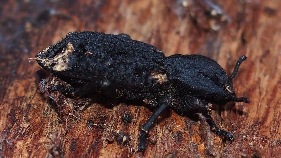 Nature’s Real-Life Tank Beetle