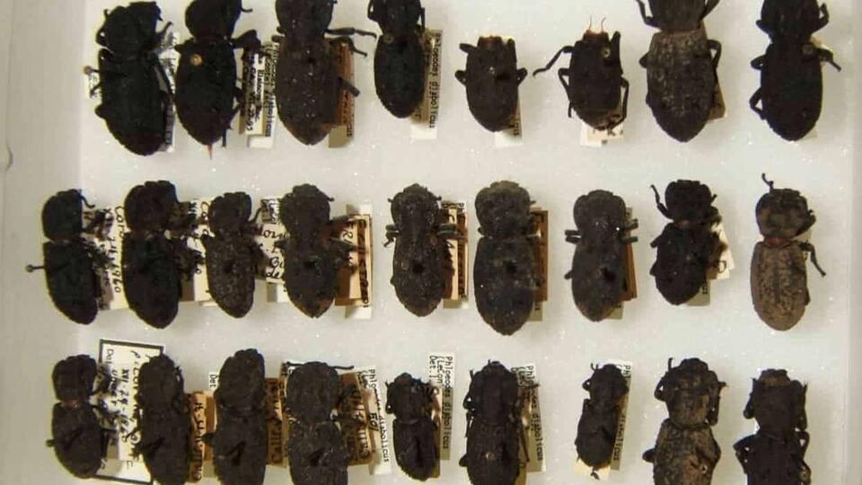 Nature’s Real-Life Tank Beetle