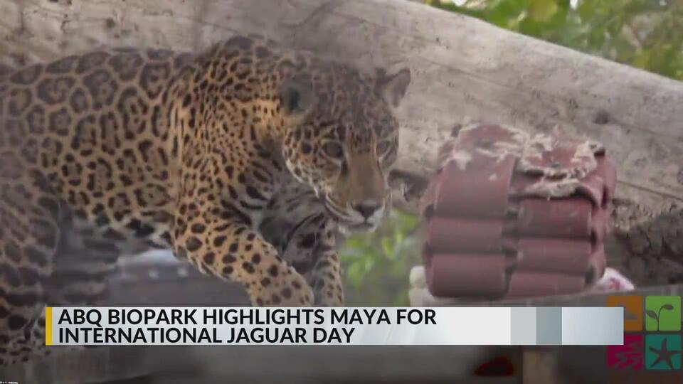 Maya the jaguar still thriving at 20!