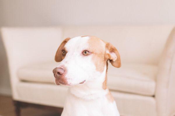 Meet your new best friend in Albuquerque!