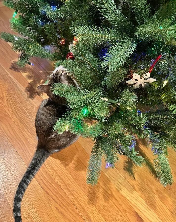 Meet Boston’s newest furry neighbors