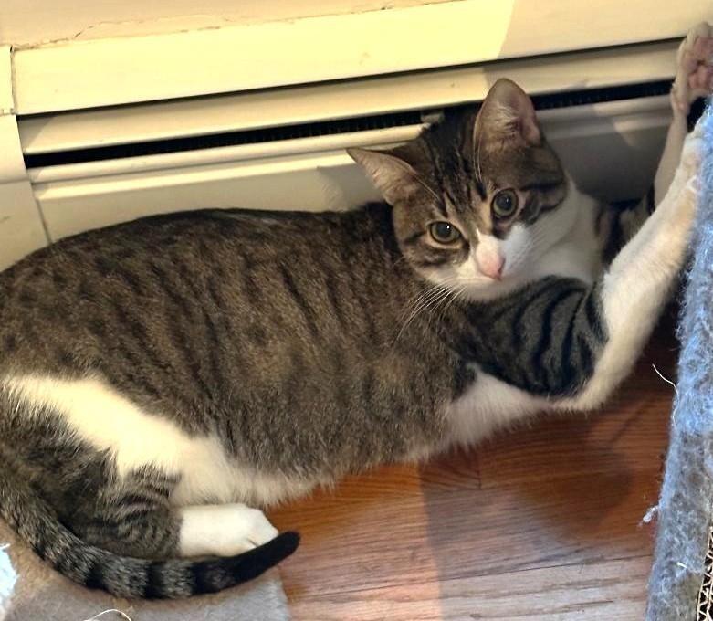 Meet Boston’s newest furry neighbors