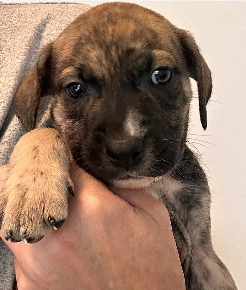 Boston pups looking for a forever family