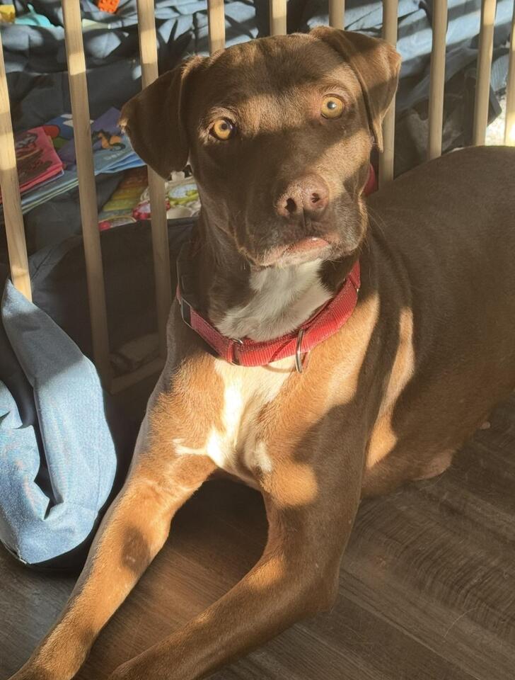 Meet Boulder’s adoptable pups!