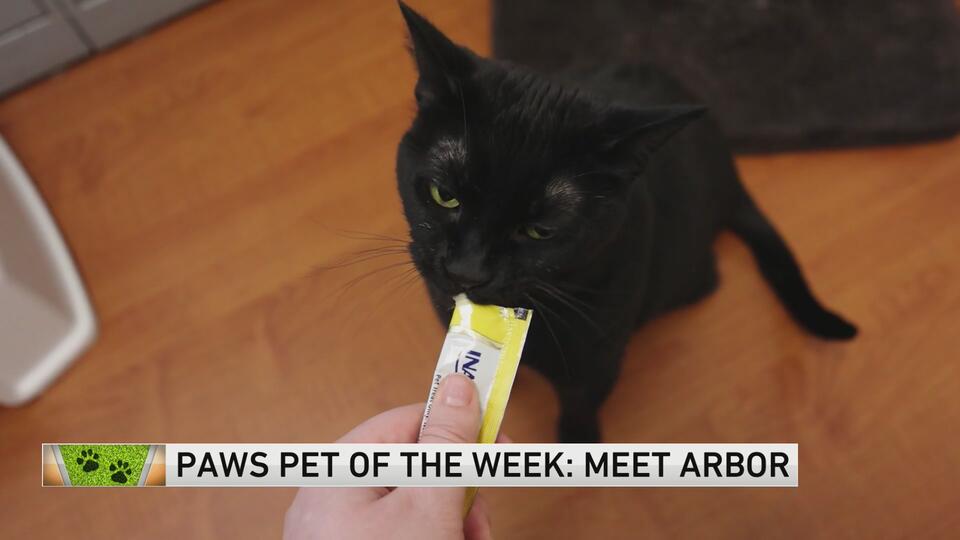 Meet Arbor: Chicago’s shy sweetheart