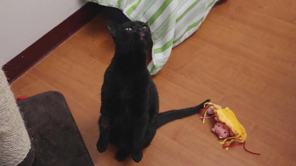 Meet Arbor: Chicago’s shy sweetheart