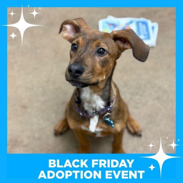 Chicago’s cutest pups are ready for new homes