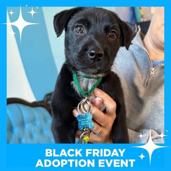 Chicago’s cutest pups are ready for new homes