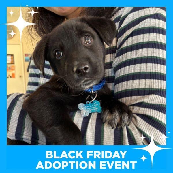 Chicago’s cutest pups are ready for new homes