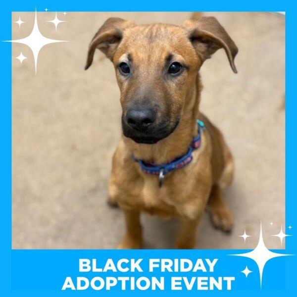 Chicago’s cutest pups are ready for new homes