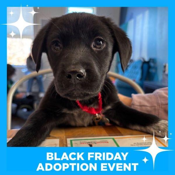 Chicago’s cutest pups are ready for new homes