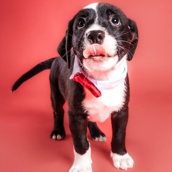 Columbia pups ready for new families!