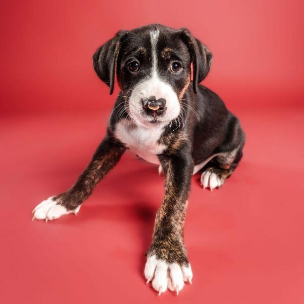 Columbia pups ready for new families!