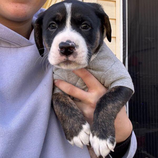 Columbia pups ready for new families!