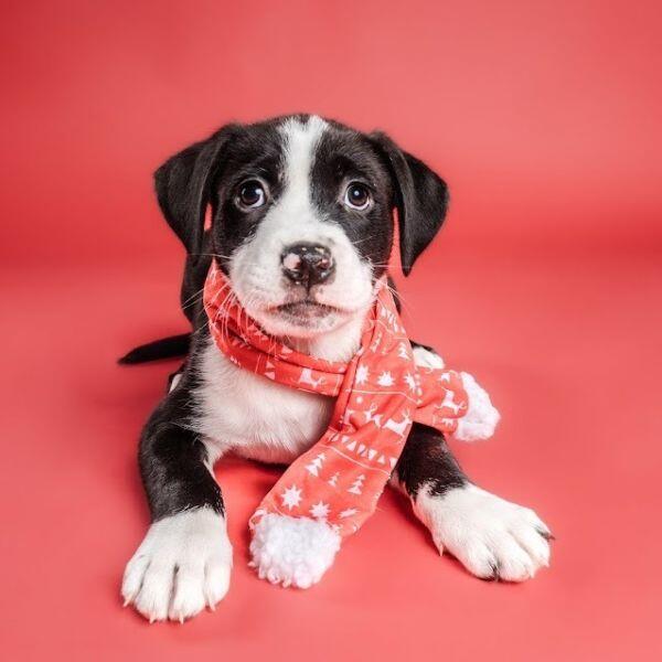 Columbia pups ready for new families!